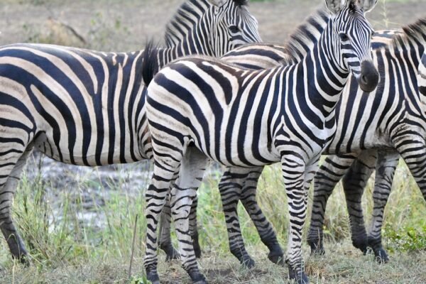 “Para Morais, destaque no amistoso, não há mais espaço para zebras no futebol”