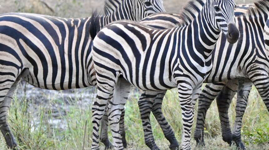 “Para Morais, destaque no amistoso, não há mais espaço para zebras no futebol”