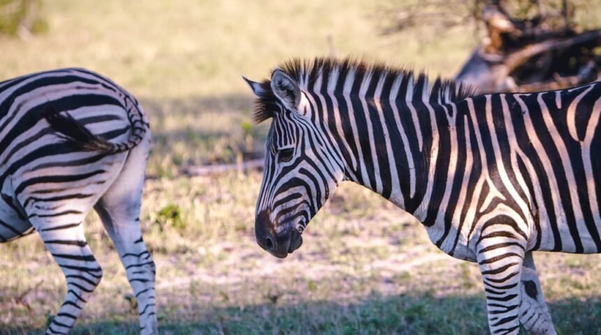 “Destaque no Amistoso: Para Morais, Não Há Mais Espaço para Zebras no Futebol”