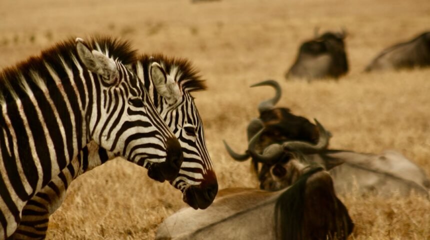 Morais: Destaque no Amistoso Não Há Mais Espaço Para Zebras no Futebol