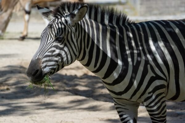 Destaque no Amistoso: Não Há Mais Espaço para Zebras no Futebol