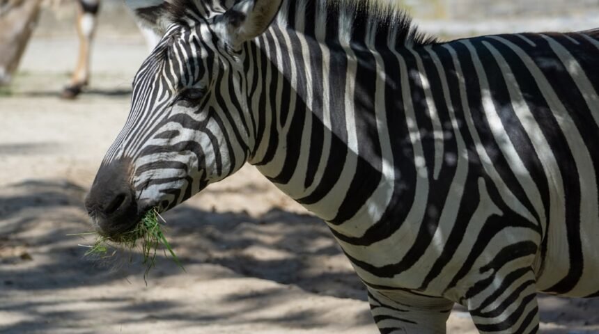 Destaque no Amistoso: Não Há Mais Espaço para Zebras no Futebol