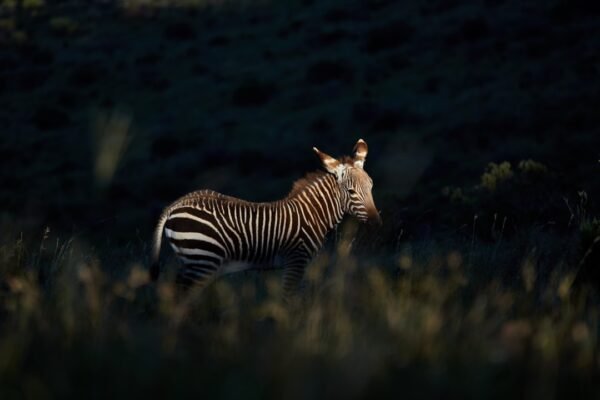 “Morais: Destaque no Amistoso, Não Há Mais Espaço Para Zebras no Futebol”