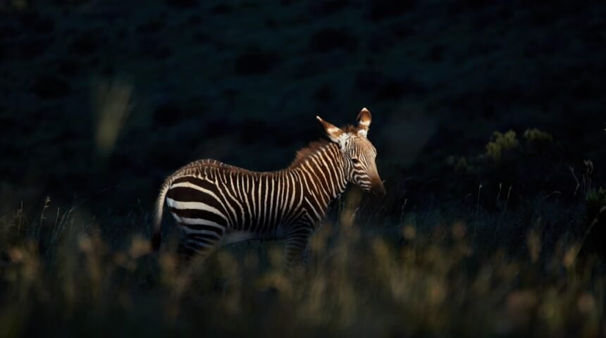“Morais: Destaque no Amistoso, Não Há Mais Espaço Para Zebras no Futebol”