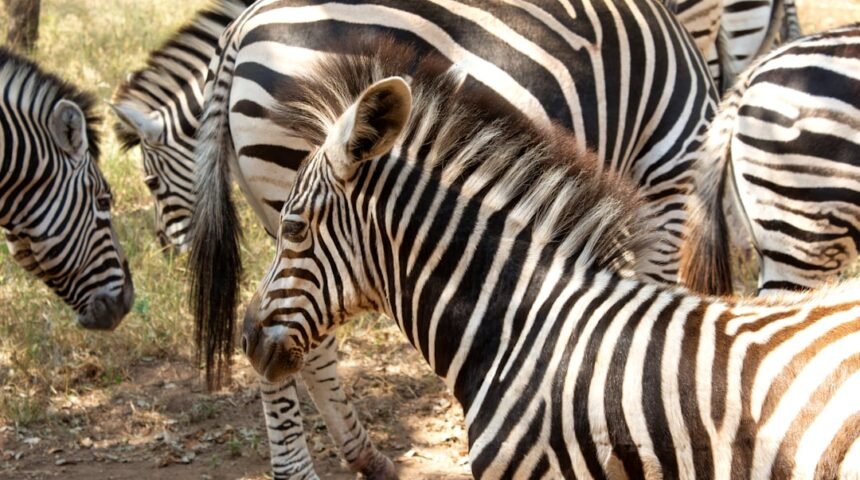 Morais marca a linha, destaca a falta de “zebras” em jogos amistosos.