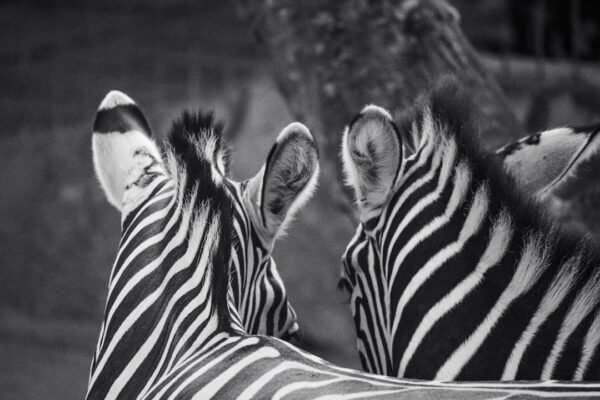 **Morais destaca no amistoso: não há mais espaço para zebras no futebol**