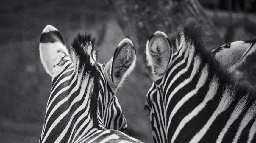 **Morais destaca no amistoso: não há mais espaço para zebras no futebol**