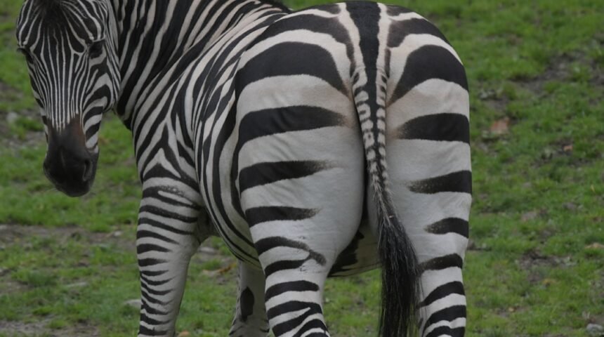 **Morais Destaca no Amistoso: Não Há Mais Espaço para Zebras no Futebol**