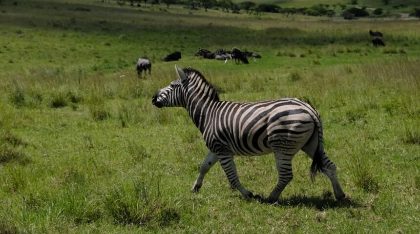 Para Morais, Destaque no Amistoso, Não Há Mais Espaço para Zebras no Futebol