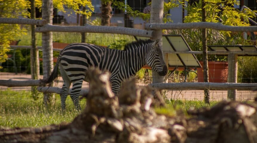 “Destaque do Amistoso: Morais Abre Conta sem Zebras”