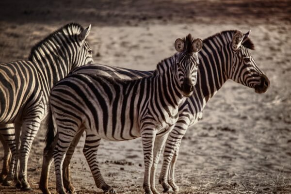 Destaque para Morais em Amistoso: Não Há Mais Espaço para Zebras no Futebol