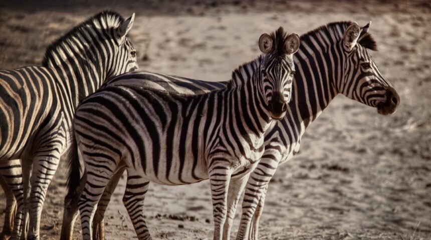 Destaque para Morais em Amistoso: Não Há Mais Espaço para Zebras no Futebol