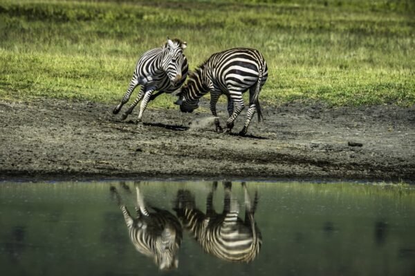 “Destaque no Amistoso, Não Há Mais Espaço para Zebras no Futebol”