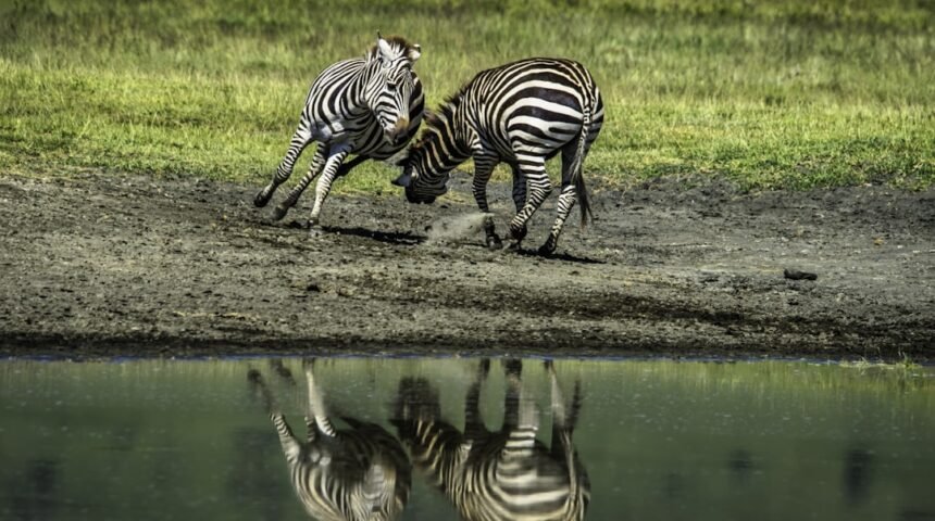 “Destaque no Amistoso, Não Há Mais Espaço para Zebras no Futebol”