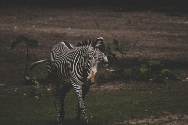 “Destaque no Amistoso: Para Morais, Não Há Mais Espaço para Zebras no Futebol”