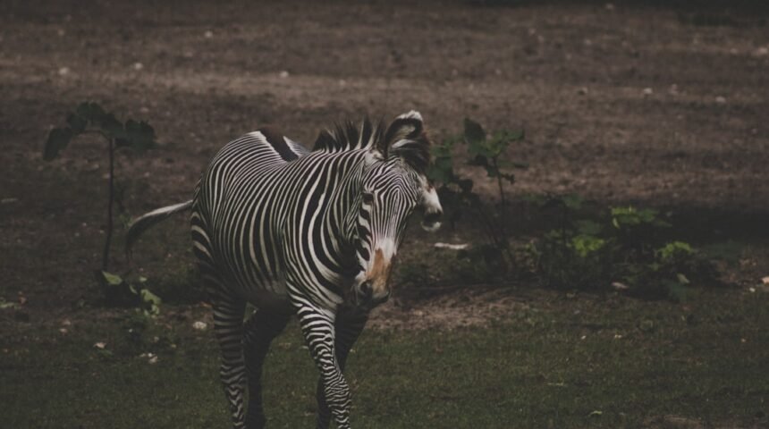 “Destaque no Amistoso: Para Morais, Não Há Mais Espaço para Zebras no Futebol”