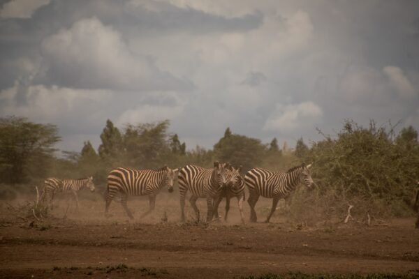 Destaque do Amistoso: Para Morais, Não Há Mais Espaço para Zebras no Futebol