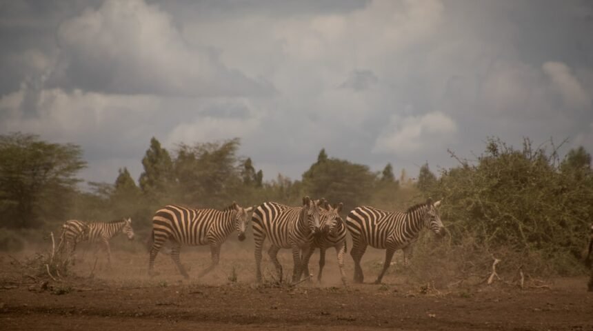 Destaque do Amistoso: Para Morais, Não Há Mais Espaço para Zebras no Futebol