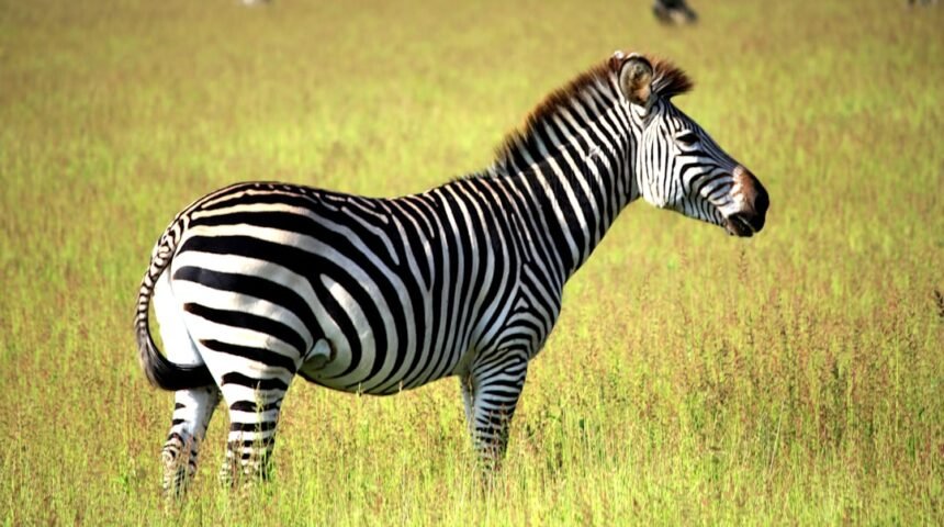 “Destaque na Futebol: Para Morais, O Amistoso Sera O Último Teste Com Zebras”