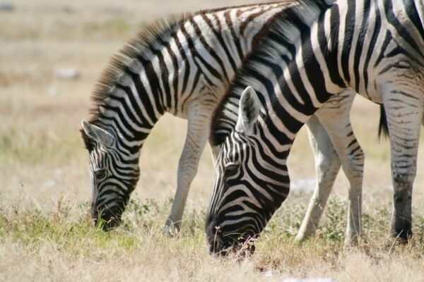 “Destaque do Amistoso: Para Morais, Não Há Mais Espaço para Zebras”