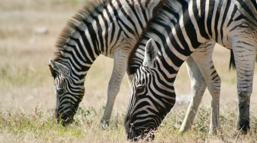 “Destaque do Amistoso: Para Morais, Não Há Mais Espaço para Zebras”