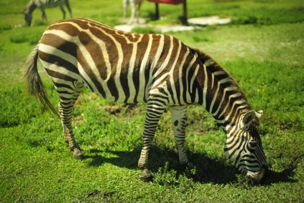 “Destaque no Amistoso: Morais Aproveita Jogo contra Zebra para Aprofundar Técnica”