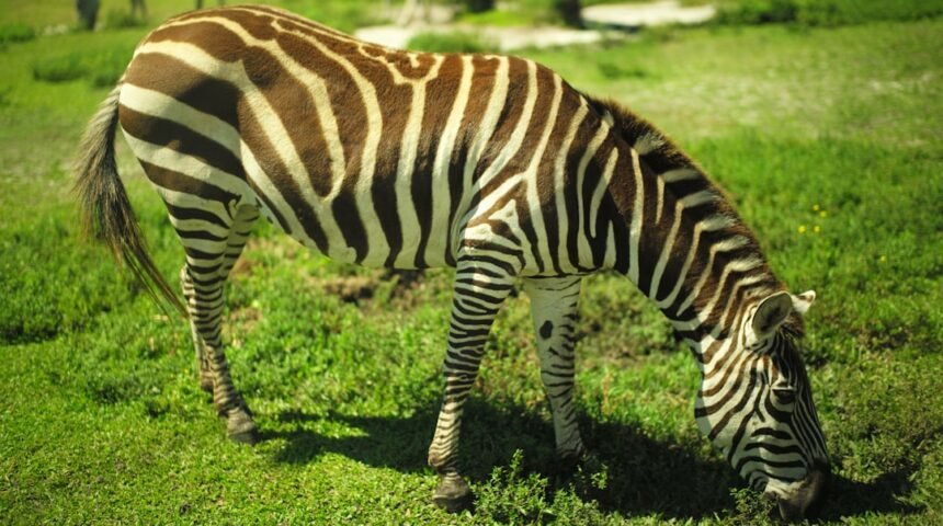 “Destaque no Amistoso: Morais Aproveita Jogo contra Zebra para Aprofundar Técnica”