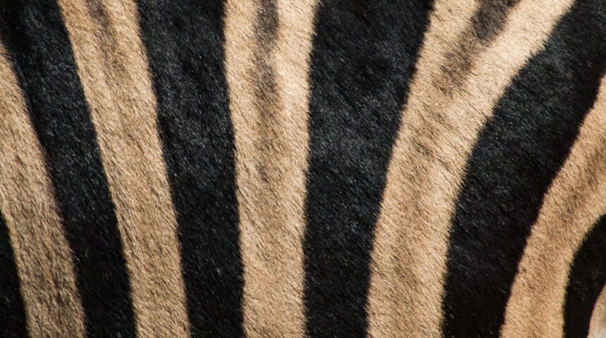 “Morais Defende a Eliminação do ‘Zebra’ no Futebol”