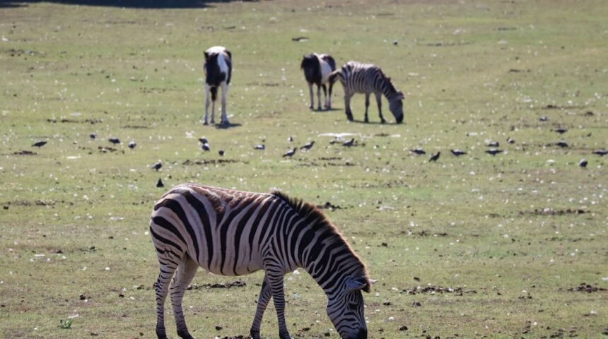 “Destaque no Amistoso: Não Há Mais Espaço para Zebras no Futebol”
