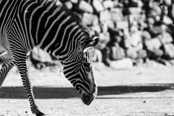 “Morais destaca no amistoso: não há mais espaço para ‘zebras’ no futebol”