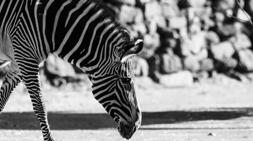 “Morais destaca no amistoso: não há mais espaço para ‘zebras’ no futebol”