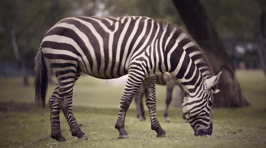 Destaque para Morais: Não Há Mais Espaço Para Zebras no Futebol