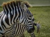 “Destaque do Amistoso: Para Morais, não há mais espaço para zebra”