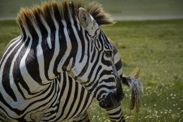 “Destaque do Amistoso: Para Morais, não há mais espaço para zebra”