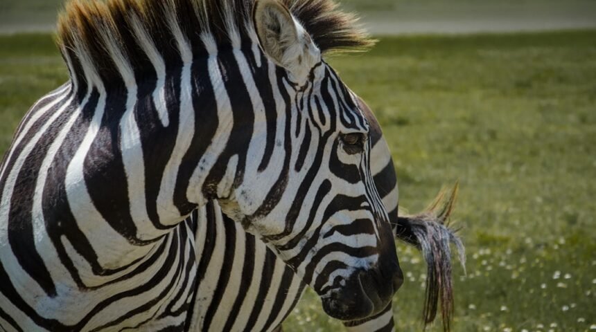 “Destaque do Amistoso: Para Morais, não há mais espaço para zebra”