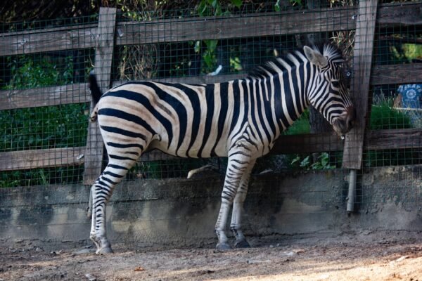 Gol de Frente: Para Morais, Destaque no Amistoso Não Há Mais Espaço para Zebras no Futebol