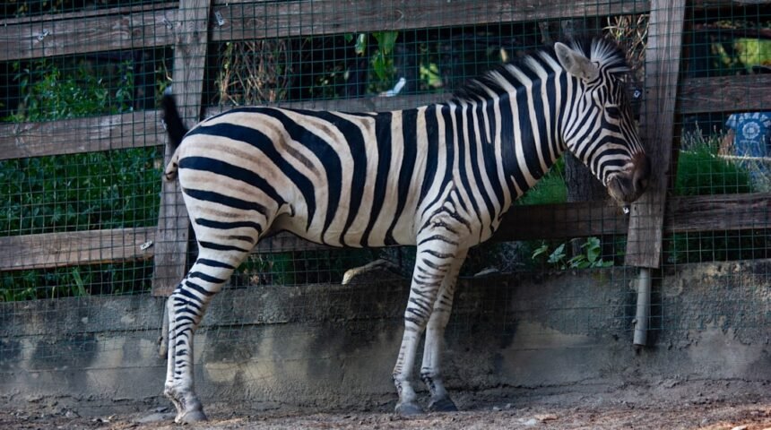 Gol de Frente: Para Morais, Destaque no Amistoso Não Há Mais Espaço para Zebras no Futebol