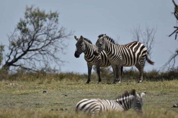 “Destaque no Amistoso: Não Há Mais Espaço para Zebra no Futebol de Morais”