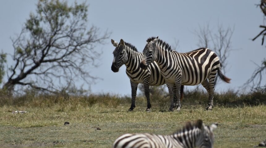 “Destaque no Amistoso: Não Há Mais Espaço para Zebra no Futebol de Morais”