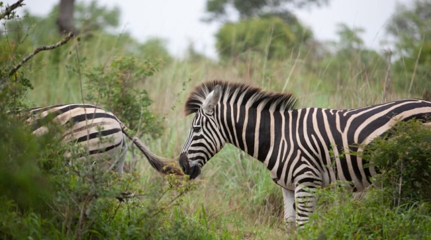 “Destaque no Amistoso: Morais Afirma que Não Há Mais Espaço para ‘Zebras’ no Futebol”