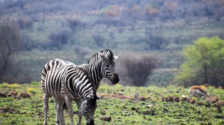 “Destaque no Amistoso: Morais é o Último dos Zebras”