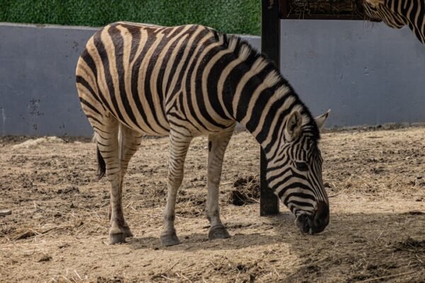 “Morais marca destaque em amistoso e anuncia fim da era das ‘zebras'”