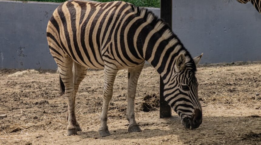 “Morais marca destaque em amistoso e anuncia fim da era das ‘zebras'”