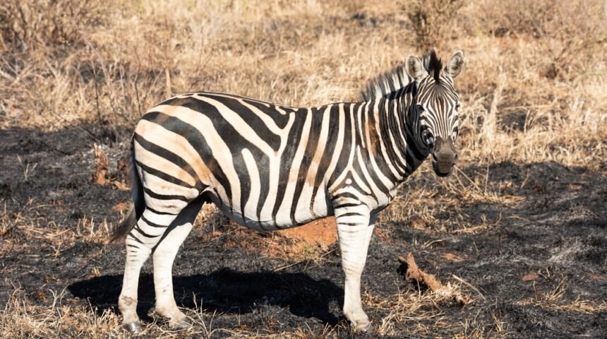 “Destaque no Amistoso: A Era dos Zebra está Se Concluindo”