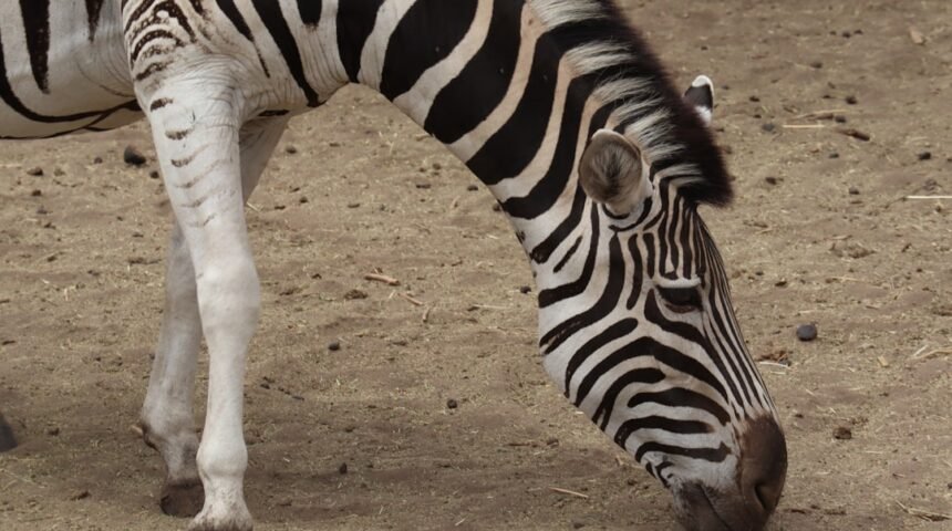 **Morais destaca no amistoso: não há mais espaço para zebra no futebol**