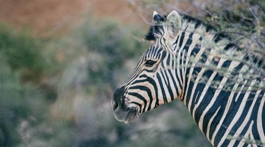 “Morais marca inconfundível e anuncia a morte da ‘zebra’ no futebol”