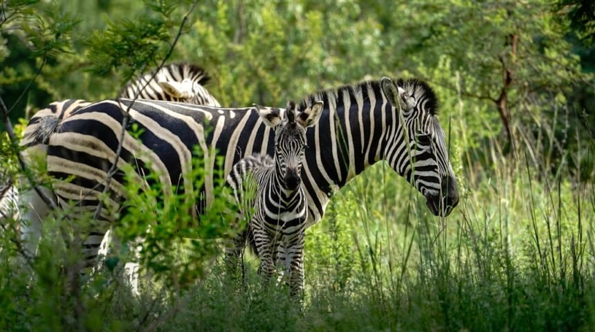 “Morais Destaca na Amistoso: Não Há Mais Espaço para Zebras no Futebol”