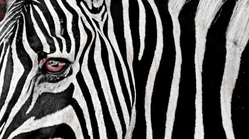 O Futuro do Futebol Brasileiro: Morais Aborda o Acordo de Zebras em Amistosos