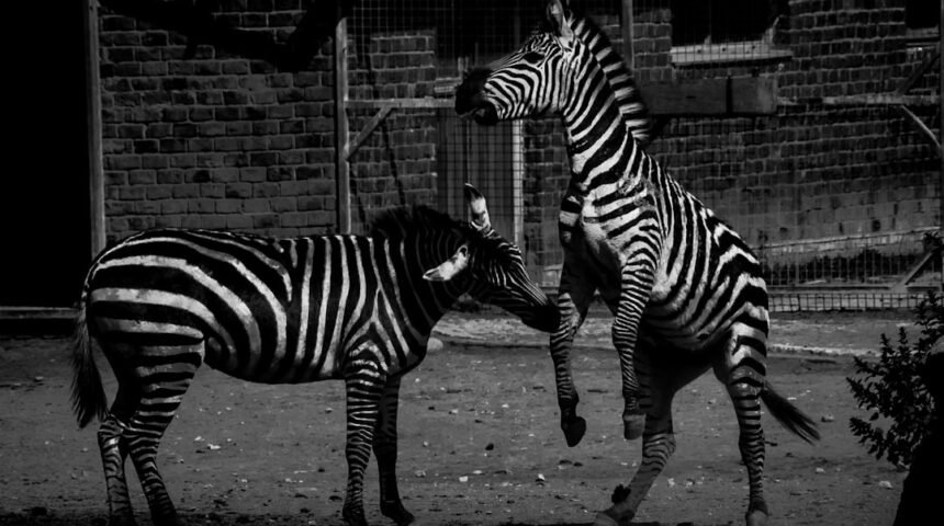 “Destaque no Amistoso: Não Há Mais Espaço para Zebras no Futebol”