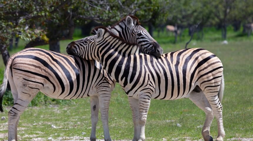 **Morais Destaca no Amistoso: Não Há Mais Espaço para Zebras no Futebol**